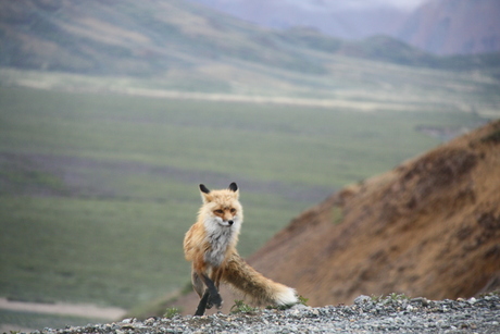 Vosje in het Denali National Park