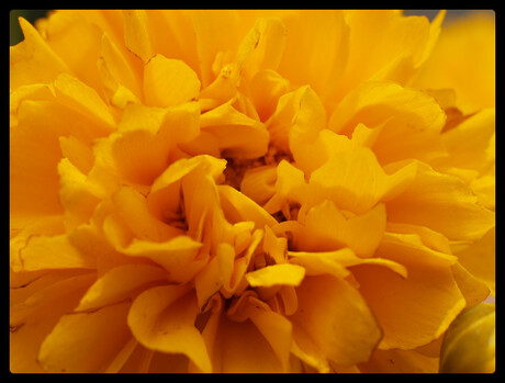 Yellow Flower