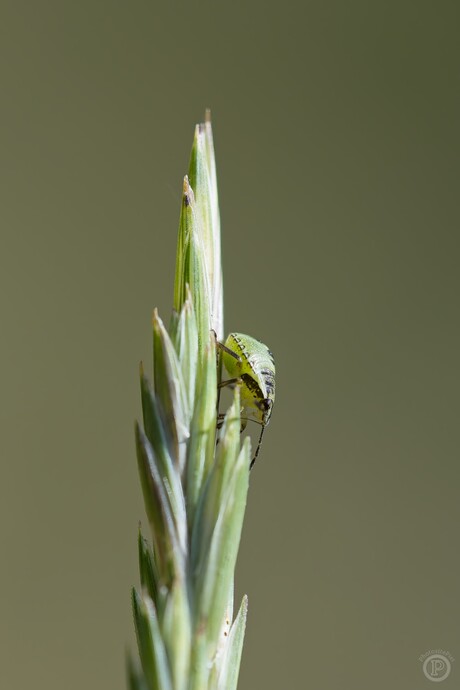 Verstopt in het groen - nimf groene schildwants