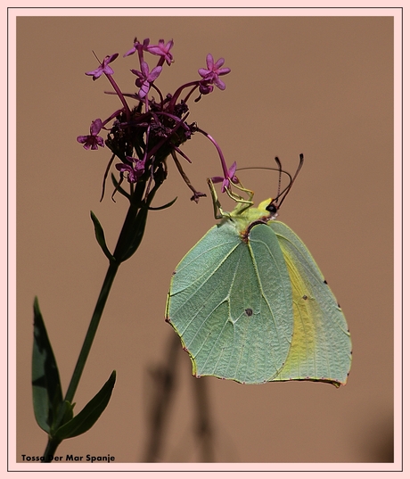Zuid Europese vlinder