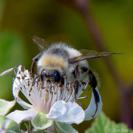 Veldhommel.