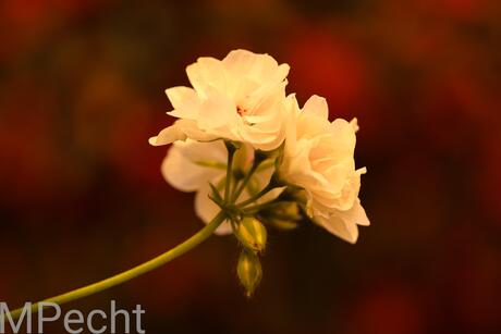 Orchideeën 