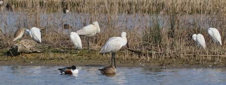 Zeldzame ralreiger (links)