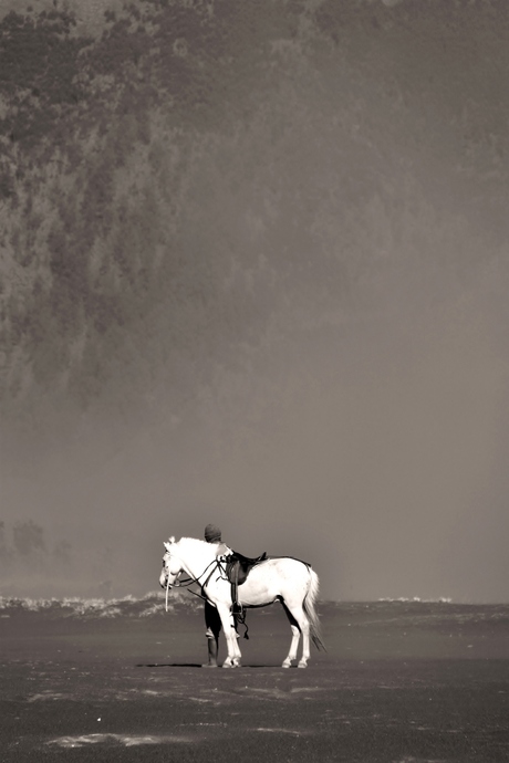 White horse