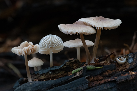 Helm Mycena 