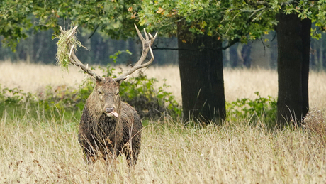 te veel aandacht gehad?