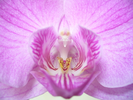 't Hart van de orchidee