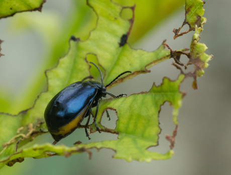 Kever doet zich tegoed aan blad