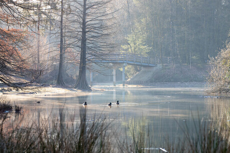 zon op in het wandelbos