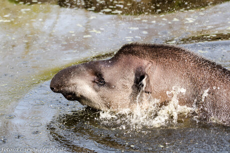 tapir