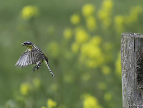 gele kwikstaart vangt vlieg