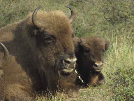 Moeder wisent met haar mooie kalfje.