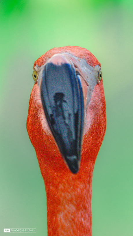 Flamingo closeup