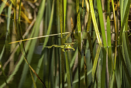 Frog Mirrori