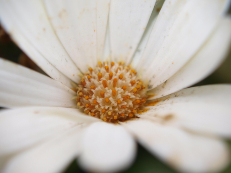 Witte blom