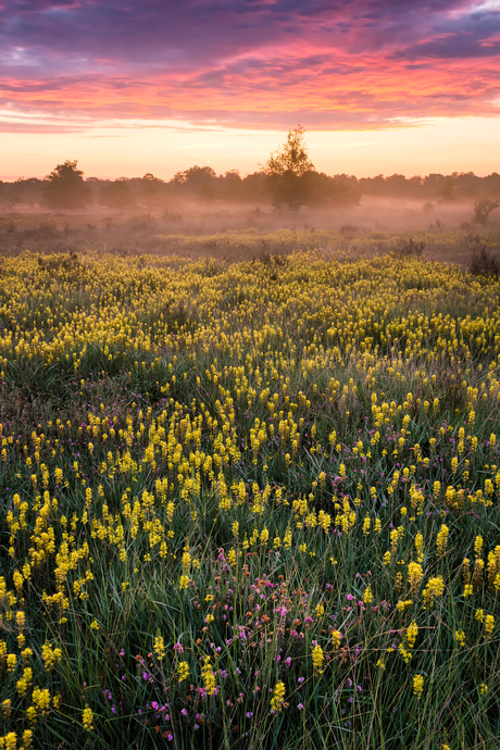 Beenbreek op de natte heide