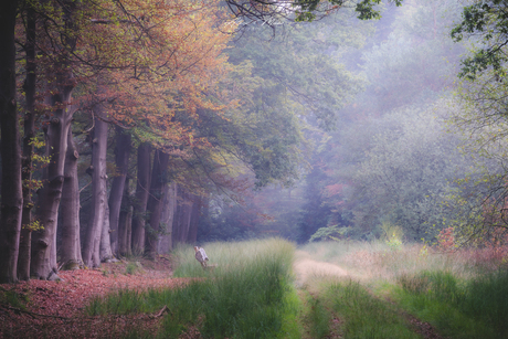 Mysterieus bos