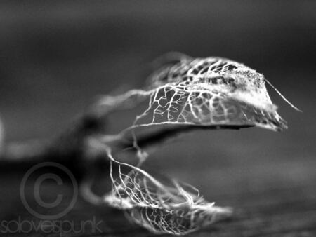 ties that bind - title by: alter bridge

more here: https://www.facebook.com/FrederiqueNiewohnerPhotography - foto door SoLoveIsPunk op 31-10-2012 - deze foto bevat: macro, geraamte, soloveispunk, ties that bind