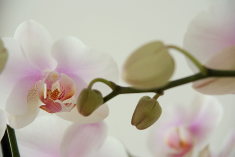 Orchideeen