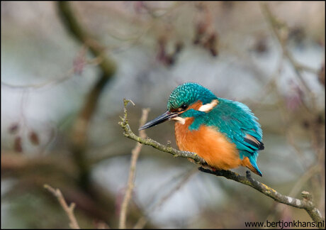 ijsvogel