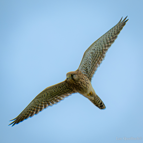 Torenvalk in vlucht.