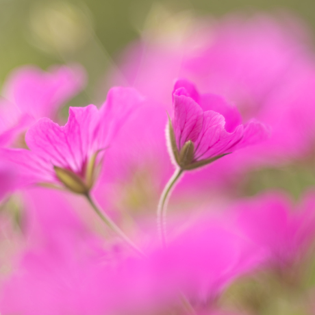 Geranium