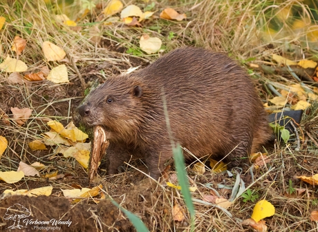 Bever met een tak 