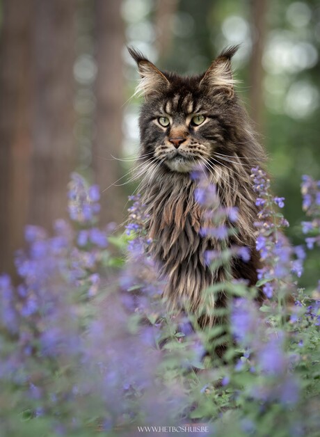Grimmdal de Maine Coon