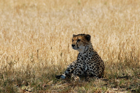 Chilling Cheetah