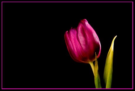 tulp