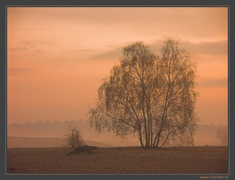 Berken in de mist