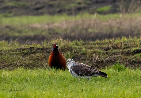 De buizerd eet geen fazant.