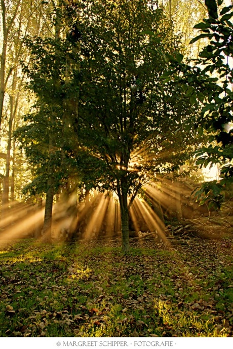 Door de bomen de zon zien.