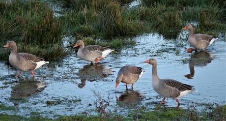 Grijze ganzen in ondiep water