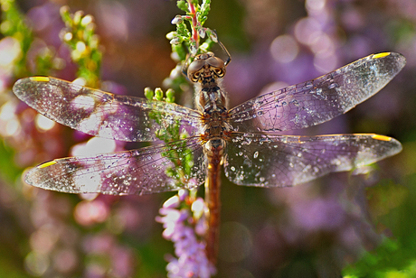 Drops of sunlight