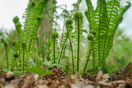 MOOI  IN  HUN  EENVOUD