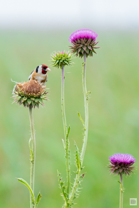 Distelvink op een distel.