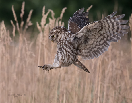 Ready for landing.