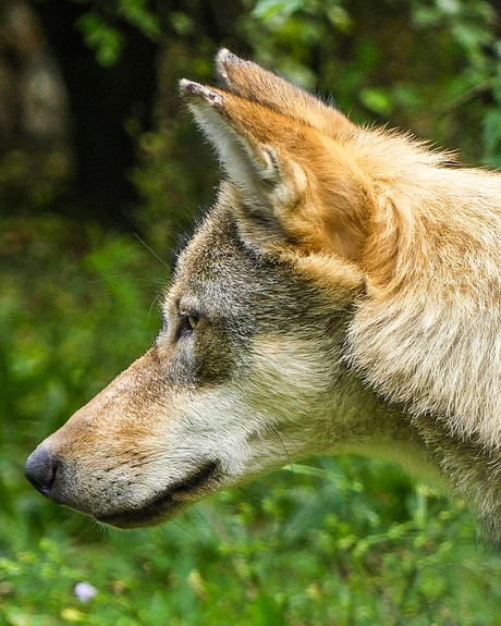Eurasian wolf / Canis Lupus Lupus