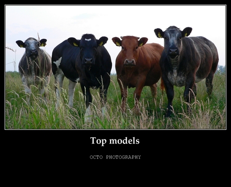 Top models