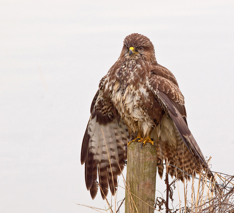 Buizerd met gespreide vleugels