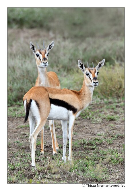 Curious Gazelle