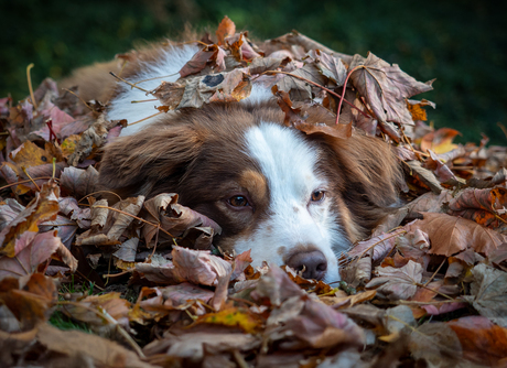 Verstoppertje spelen