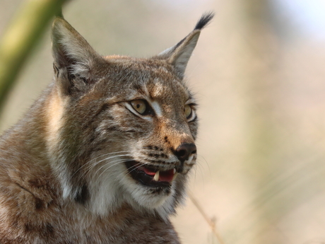 lynx