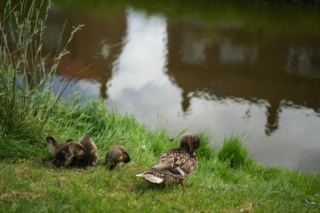 Moedereend met haar kuikens 🦆🐥