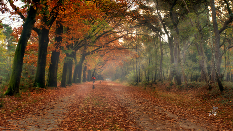 Schouwenburgweg in herfstkleuren.