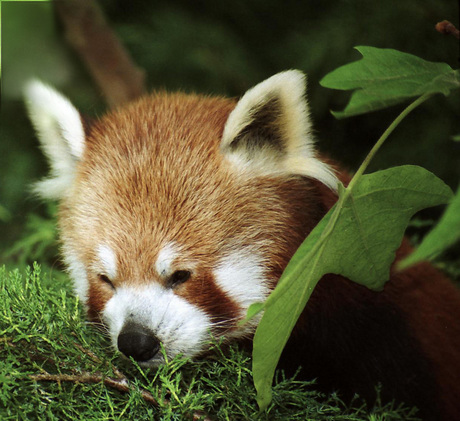 RED PANDA