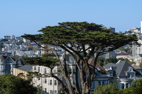 Uitzicht in San Francisco