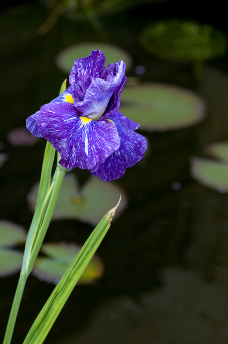 Iris kaempferi