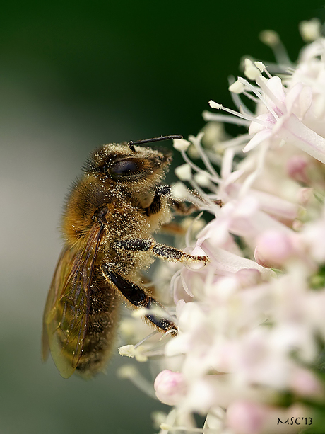 Heerlijke honingbij